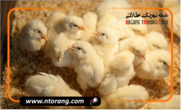 فروش جوجه گوشتی در استان قم